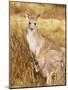 Eastern Grey Kangaroo and Joey, Kosciuszko National Park, New South Wales, Australia, Pacific-Jochen Schlenker-Mounted Photographic Print