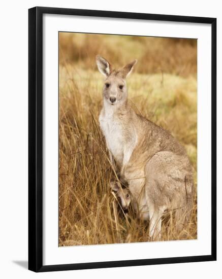 Eastern Grey Kangaroo and Joey, Kosciuszko National Park, New South Wales, Australia, Pacific-Jochen Schlenker-Framed Photographic Print