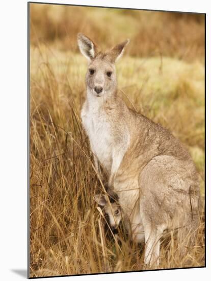 Eastern Grey Kangaroo and Joey, Kosciuszko National Park, New South Wales, Australia, Pacific-Jochen Schlenker-Mounted Photographic Print