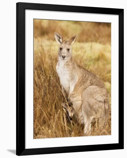 Eastern Grey Kangaroo and Joey, Kosciuszko National Park, New South Wales, Australia, Pacific-Jochen Schlenker-Framed Photographic Print