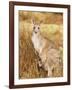 Eastern Grey Kangaroo and Joey, Kosciuszko National Park, New South Wales, Australia, Pacific-Jochen Schlenker-Framed Photographic Print