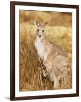 Eastern Grey Kangaroo and Joey, Kosciuszko National Park, New South Wales, Australia, Pacific-Jochen Schlenker-Framed Photographic Print