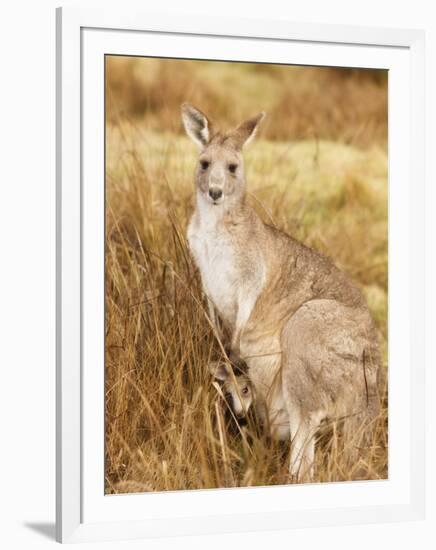 Eastern Grey Kangaroo and Joey, Kosciuszko National Park, New South Wales, Australia, Pacific-Jochen Schlenker-Framed Photographic Print