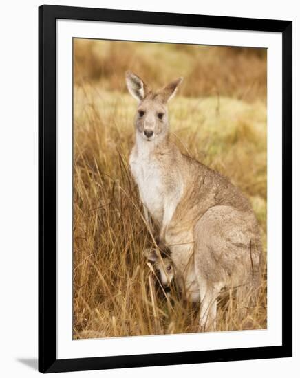 Eastern Grey Kangaroo and Joey, Kosciuszko National Park, New South Wales, Australia, Pacific-Jochen Schlenker-Framed Photographic Print