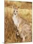 Eastern Grey Kangaroo and Joey, Kosciuszko National Park, New South Wales, Australia, Pacific-Jochen Schlenker-Mounted Photographic Print