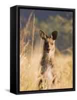 Eastern Grey Kangaroo, Geehi, Kosciuszko National Park, New South Wales, Australia, Pacific-Schlenker Jochen-Framed Stretched Canvas
