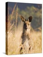 Eastern Grey Kangaroo, Geehi, Kosciuszko National Park, New South Wales, Australia, Pacific-Schlenker Jochen-Stretched Canvas