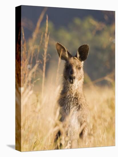 Eastern Grey Kangaroo, Geehi, Kosciuszko National Park, New South Wales, Australia, Pacific-Schlenker Jochen-Stretched Canvas