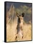 Eastern Grey Kangaroo, Geehi, Kosciuszko National Park, New South Wales, Australia, Pacific-Schlenker Jochen-Framed Stretched Canvas