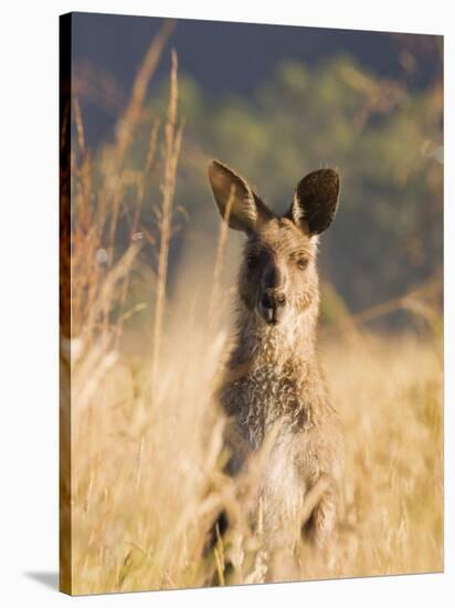 Eastern Grey Kangaroo, Geehi, Kosciuszko National Park, New South Wales, Australia, Pacific-Schlenker Jochen-Stretched Canvas