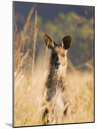 Eastern Grey Kangaroo, Geehi, Kosciuszko National Park, New South Wales, Australia, Pacific-Schlenker Jochen-Mounted Photographic Print