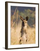 Eastern Grey Kangaroo, Geehi, Kosciuszko National Park, New South Wales, Australia, Pacific-Schlenker Jochen-Framed Photographic Print