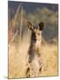 Eastern Grey Kangaroo, Geehi, Kosciuszko National Park, New South Wales, Australia, Pacific-Schlenker Jochen-Mounted Photographic Print