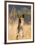 Eastern Grey Kangaroo, Geehi, Kosciuszko National Park, New South Wales, Australia, Pacific-Schlenker Jochen-Framed Photographic Print