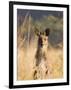 Eastern Grey Kangaroo, Geehi, Kosciuszko National Park, New South Wales, Australia, Pacific-Schlenker Jochen-Framed Photographic Print