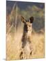 Eastern Grey Kangaroo, Geehi, Kosciuszko National Park, New South Wales, Australia, Pacific-Schlenker Jochen-Mounted Photographic Print