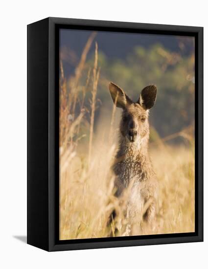 Eastern Grey Kangaroo, Geehi, Kosciuszko National Park, New South Wales, Australia, Pacific-Schlenker Jochen-Framed Stretched Canvas