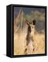 Eastern Grey Kangaroo, Geehi, Kosciuszko National Park, New South Wales, Australia, Pacific-Schlenker Jochen-Framed Stretched Canvas