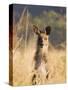 Eastern Grey Kangaroo, Geehi, Kosciuszko National Park, New South Wales, Australia, Pacific-Schlenker Jochen-Stretched Canvas