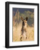 Eastern Grey Kangaroo, Geehi, Kosciuszko National Park, New South Wales, Australia, Pacific-Schlenker Jochen-Framed Premium Photographic Print