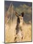 Eastern Grey Kangaroo, Geehi, Kosciuszko National Park, New South Wales, Australia, Pacific-Schlenker Jochen-Mounted Premium Photographic Print