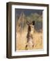 Eastern Grey Kangaroo, Geehi, Kosciuszko National Park, New South Wales, Australia, Pacific-Schlenker Jochen-Framed Photographic Print