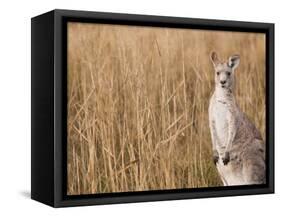 Eastern Grey Kangaroo, Kosciuszko National Park, New South Wales, Australia-Jochen Schlenker-Framed Stretched Canvas