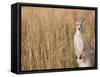 Eastern Grey Kangaroo, Kosciuszko National Park, New South Wales, Australia-Jochen Schlenker-Framed Stretched Canvas