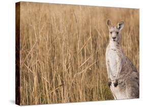 Eastern Grey Kangaroo, Kosciuszko National Park, New South Wales, Australia-Jochen Schlenker-Stretched Canvas