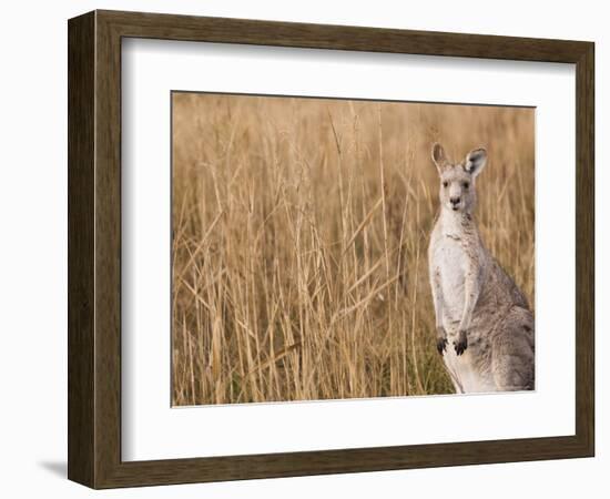 Eastern Grey Kangaroo, Kosciuszko National Park, New South Wales, Australia-Jochen Schlenker-Framed Photographic Print