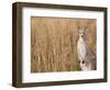 Eastern Grey Kangaroo, Kosciuszko National Park, New South Wales, Australia-Jochen Schlenker-Framed Photographic Print