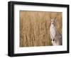 Eastern Grey Kangaroo, Kosciuszko National Park, New South Wales, Australia-Jochen Schlenker-Framed Photographic Print