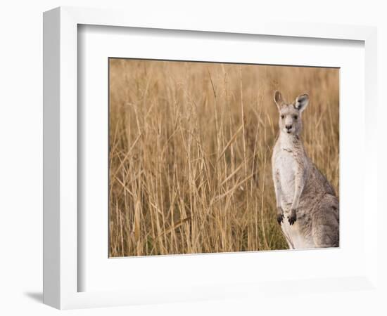 Eastern Grey Kangaroo, Kosciuszko National Park, New South Wales, Australia-Jochen Schlenker-Framed Photographic Print