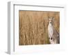 Eastern Grey Kangaroo, Kosciuszko National Park, New South Wales, Australia-Jochen Schlenker-Framed Photographic Print