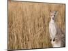 Eastern Grey Kangaroo, Kosciuszko National Park, New South Wales, Australia-Jochen Schlenker-Mounted Photographic Print