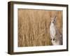 Eastern Grey Kangaroo, Kosciuszko National Park, New South Wales, Australia-Jochen Schlenker-Framed Photographic Print