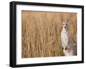 Eastern Grey Kangaroo, Kosciuszko National Park, New South Wales, Australia-Jochen Schlenker-Framed Photographic Print