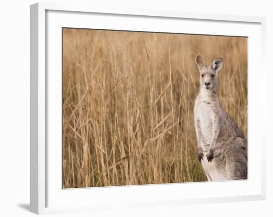 Eastern Grey Kangaroo, Kosciuszko National Park, New South Wales, Australia-Jochen Schlenker-Framed Photographic Print