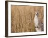 Eastern Grey Kangaroo, Kosciuszko National Park, New South Wales, Australia-Jochen Schlenker-Framed Photographic Print