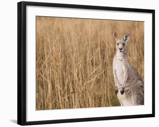 Eastern Grey Kangaroo, Kosciuszko National Park, New South Wales, Australia-Jochen Schlenker-Framed Photographic Print