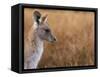 Eastern Grey Kangaroo, Kosciuszko National Park, New South Wales, Australia-Jochen Schlenker-Framed Stretched Canvas