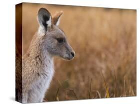 Eastern Grey Kangaroo, Kosciuszko National Park, New South Wales, Australia-Jochen Schlenker-Stretched Canvas