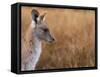 Eastern Grey Kangaroo, Kosciuszko National Park, New South Wales, Australia-Jochen Schlenker-Framed Stretched Canvas