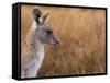 Eastern Grey Kangaroo, Kosciuszko National Park, New South Wales, Australia-Jochen Schlenker-Framed Stretched Canvas