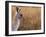 Eastern Grey Kangaroo, Kosciuszko National Park, New South Wales, Australia-Jochen Schlenker-Framed Premium Photographic Print