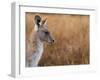 Eastern Grey Kangaroo, Kosciuszko National Park, New South Wales, Australia-Jochen Schlenker-Framed Premium Photographic Print