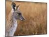 Eastern Grey Kangaroo, Kosciuszko National Park, New South Wales, Australia-Jochen Schlenker-Mounted Premium Photographic Print