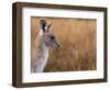 Eastern Grey Kangaroo, Kosciuszko National Park, New South Wales, Australia-Jochen Schlenker-Framed Photographic Print