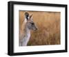 Eastern Grey Kangaroo, Kosciuszko National Park, New South Wales, Australia-Jochen Schlenker-Framed Photographic Print