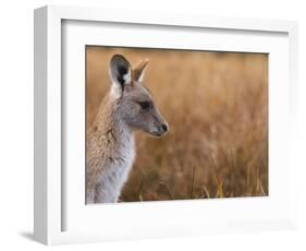 Eastern Grey Kangaroo, Kosciuszko National Park, New South Wales, Australia-Jochen Schlenker-Framed Photographic Print